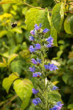 Bumblebee flying beside blue viper's bugloss flowers in the wildflower area at Wybone.