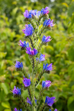 Close-up of viper's bugloss flowers in full bloom within the factory's biodiversity planting scheme.