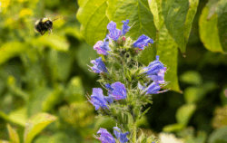 Busy Bees Inside and Out of the Factory – bumblebee visiting pollinator-friendly wildflowers planted as part of Wybone's sustainability initiative.
